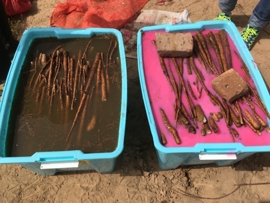 图:山药种薯浸种处理.jpg